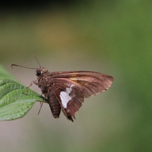 3August2019_Silver-Spotted Skipper