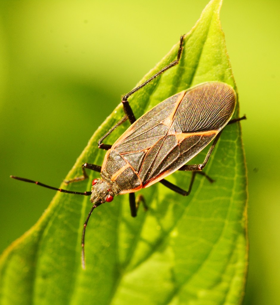 Boxelder bug on dogwood by Ken Kerr