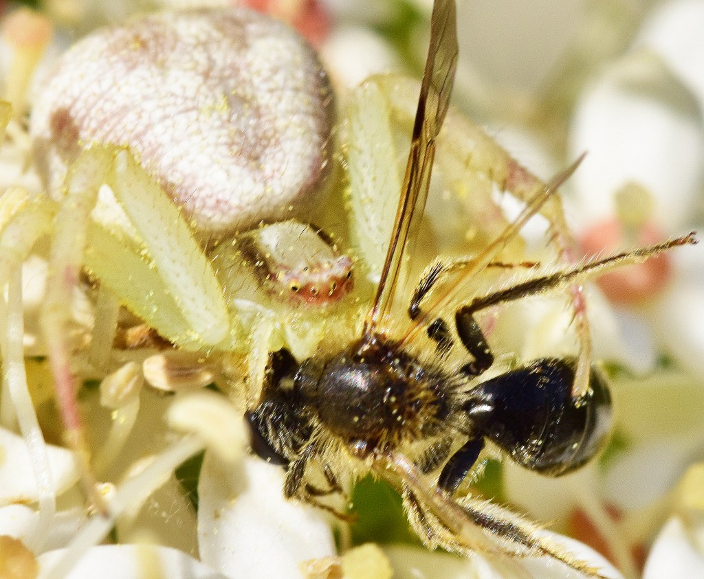 Crab spider eating a bee by Ken Kerr