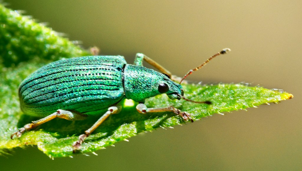 Green weevil photographed by Ken Kerr