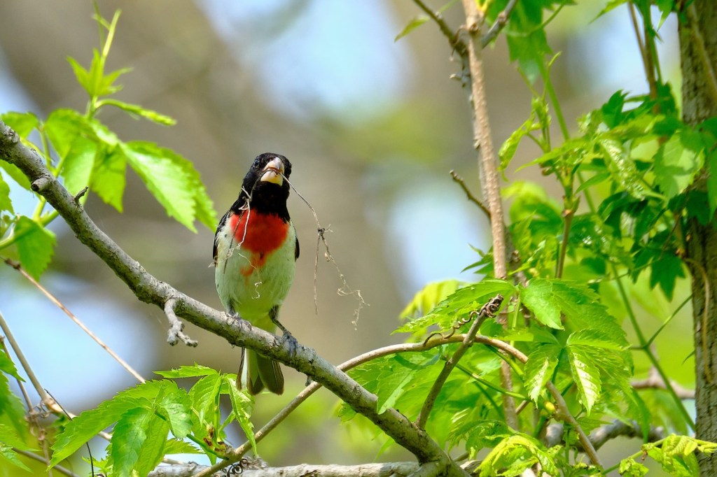 Rose-breasted grosbeak photographed by Mark Williams