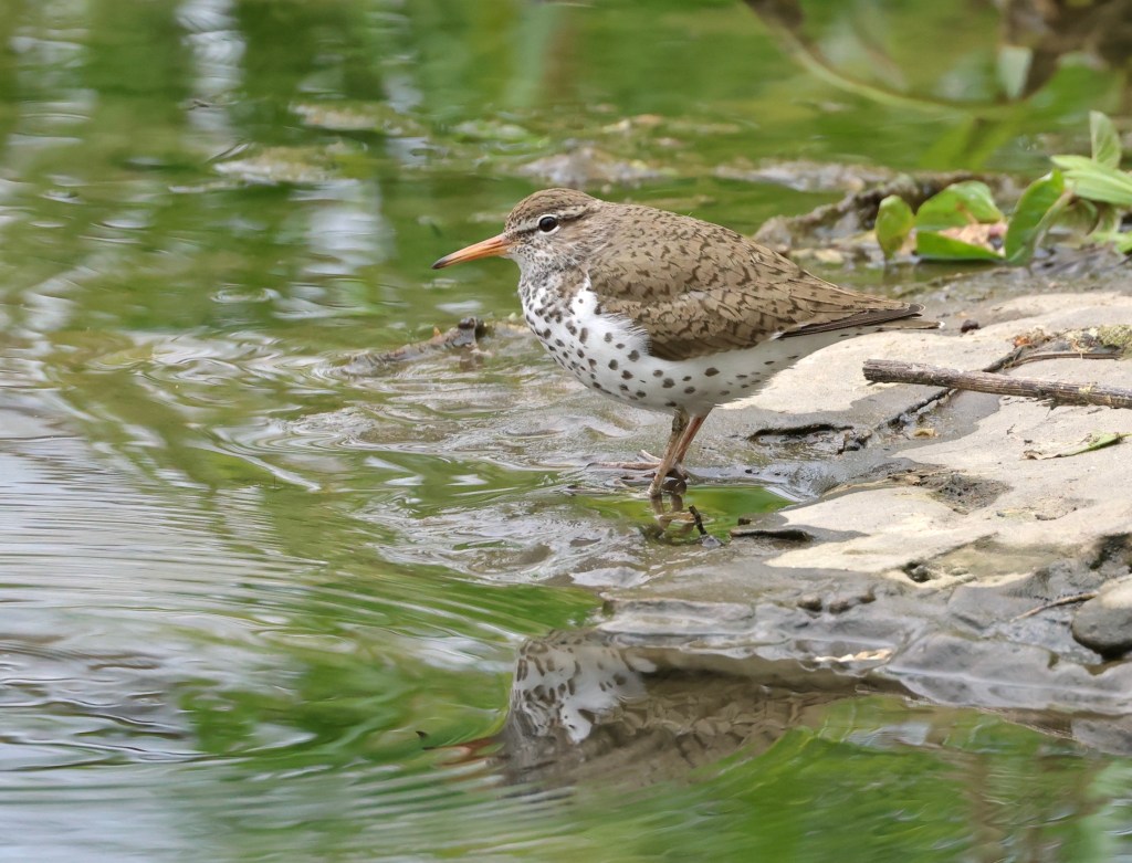 Spotted sandpiper photographed by Melanie Howarth