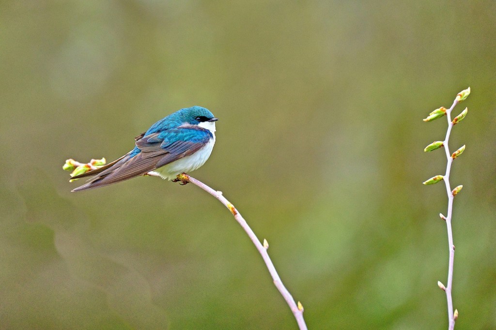 Tree Swallow photographed by Mark Williams