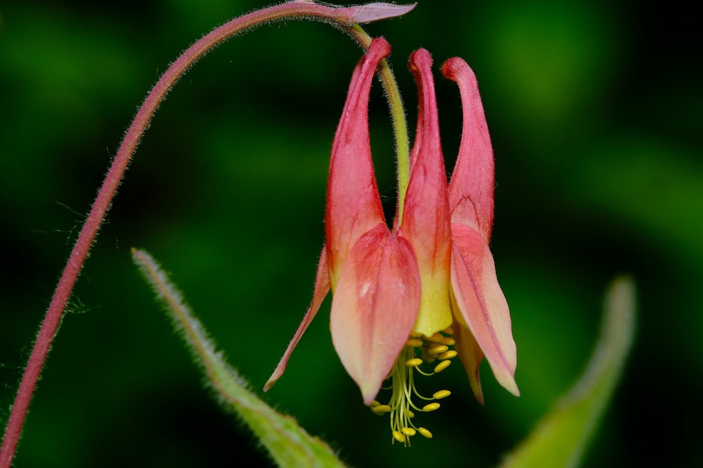 Wild Columbine photographed by Mark Williams