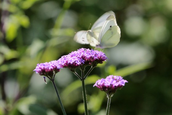 Cabbage White Butterflies on Purpletop Vervain. Photo by Michelle Sharp.
