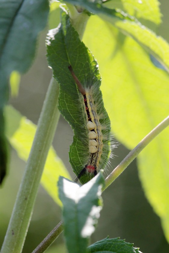 White-lined Tussock moth caterpillar. Photo by Michelle Sharp.