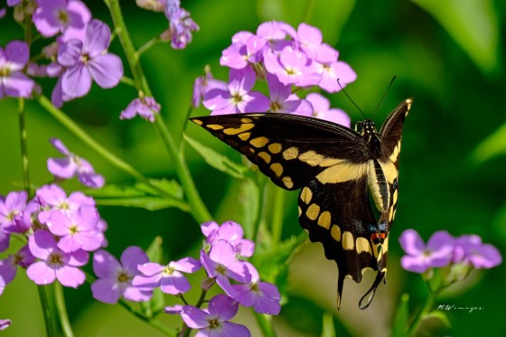 Giant Swallowtail. Photo by Mark Williams