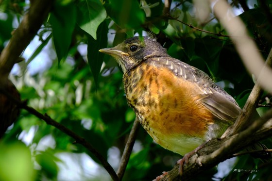 Young Robin. Photo by Mark Williams