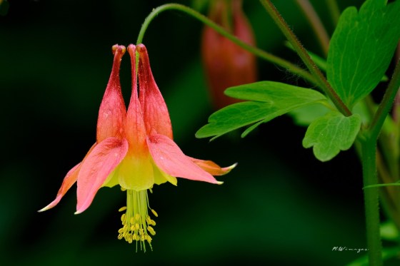 Aquilegia Canadensis (Canadian Columbine). Photo by Mark Williams