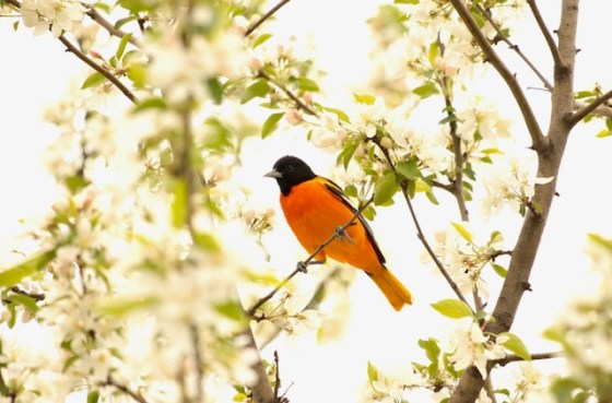 Male Baltimore Oriole in Crabapple Tree. Photo by Marsha Wright.