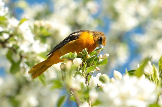 Female Baltimore Oriole in Crabapple Tree. Photo by Marsha Wright.