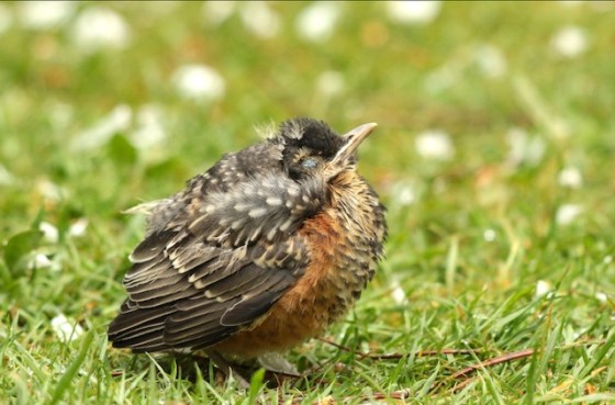 Baby Robin. Photo by Marsha Wright.