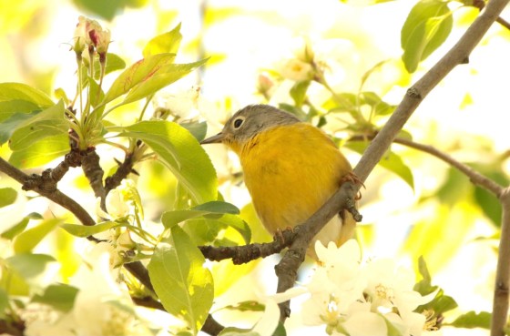 Nashville Warbler in Crabapple tree. Photographed by Marsha Wright.