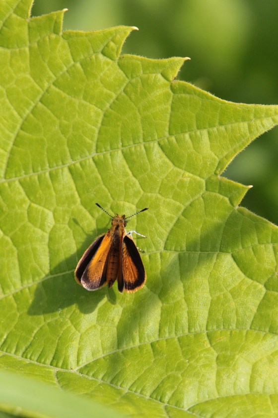 Least Skipper. Photo by Michelle Sharp.
