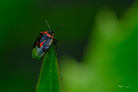 Cosmopepla lintneriana. Photo by Mark Williams