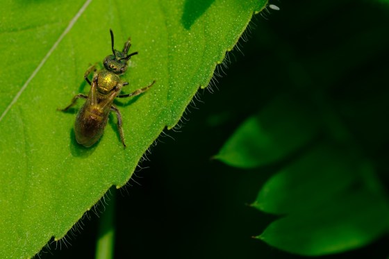 Golden Sweat Bee. Photo by Mark Williams.