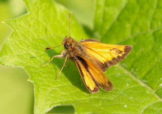 Hobomok Skipper