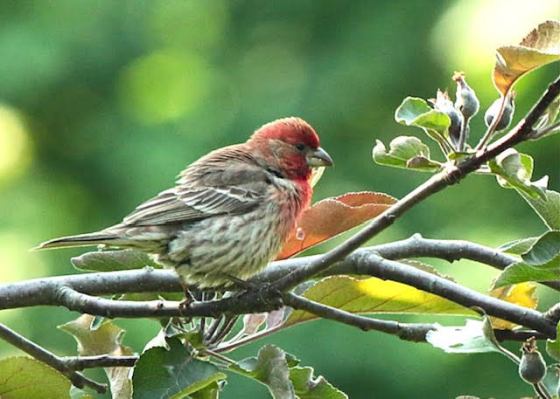 House Finch in Crabapple Tree. Photo by Marsha Wright.
