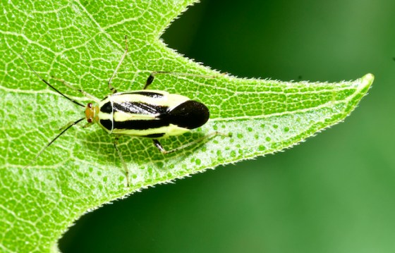 Four-lined plant bug (Poecilocapsus lineatus). Photo by Ken Kerr