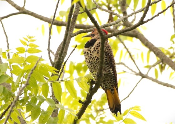 Northern Flicker