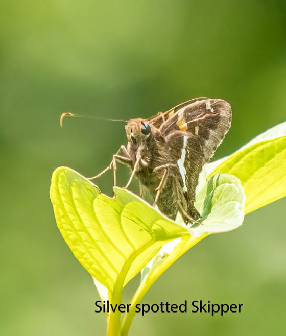Silver spotted Skipper. Photo by Carolyn Jez