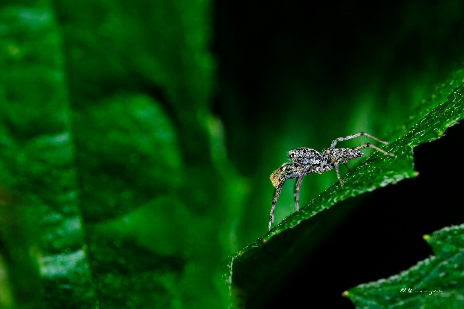 Zebra Jumping Spider. Photo by Mark Williams