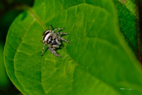 Zebra Spider. Photo by Mark Williams