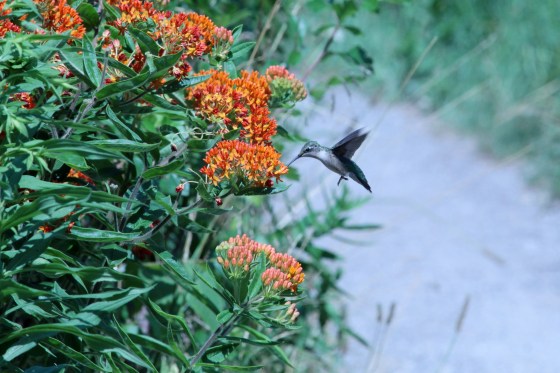 Female Ruby-throated Hummingbird on Butterfly weed. Photo by Michelle Sharp.
