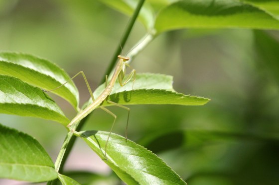 Praying Mantis. Photo by Michelle Sharp.