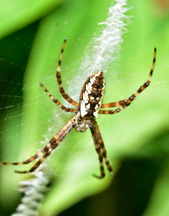 Yellow garden spider. Photo by Ken Kerr.