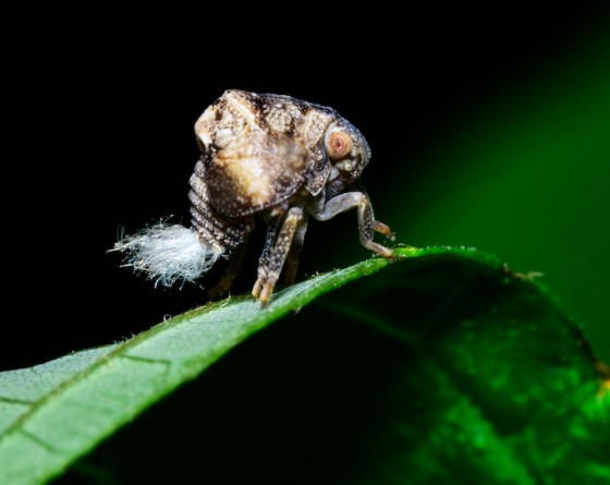 Two-Striped Planthopper. Photo by Ken Kerr.