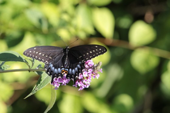 Black Swallowtail. Photo by Michelle Sharp.
