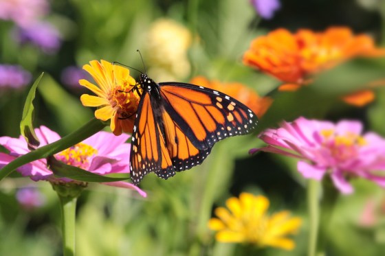Male Monarch on Zinnia. Photo by Michelle Sharp.