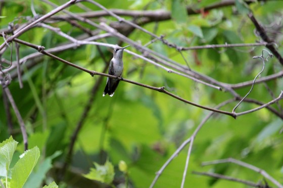Female red-throated hummingbird. Photo by Michelle Sharp.