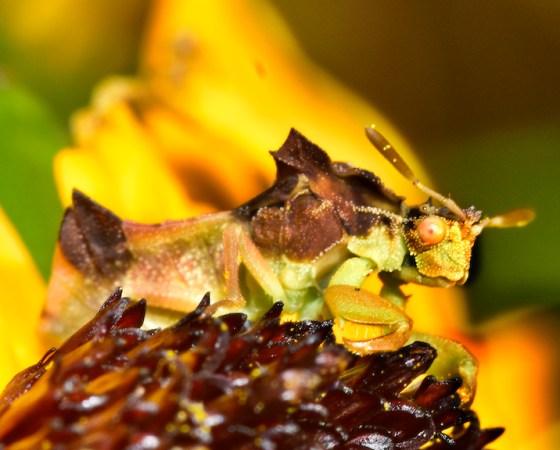 Ambush Bug on Black-eyed Susan. Photo by Ken Kerr.