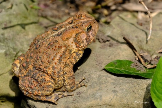 American Toad. Photo by Mark Williams.