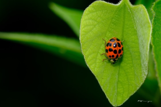 Asian Lady Beetle. Photo by Mark Williams