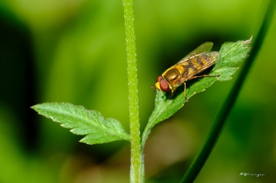Broad-banded Aphideater. Photo by Mark Williams.