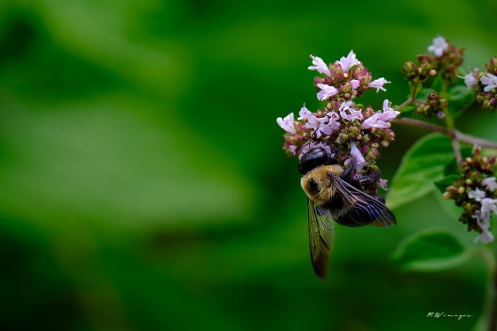 Bumblebee on Thyme. Photo by Mark Williams.