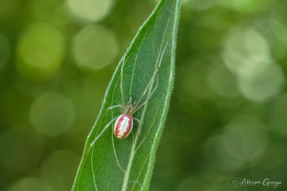 Common Candy-striped spider. Photo by Allison Gregor.