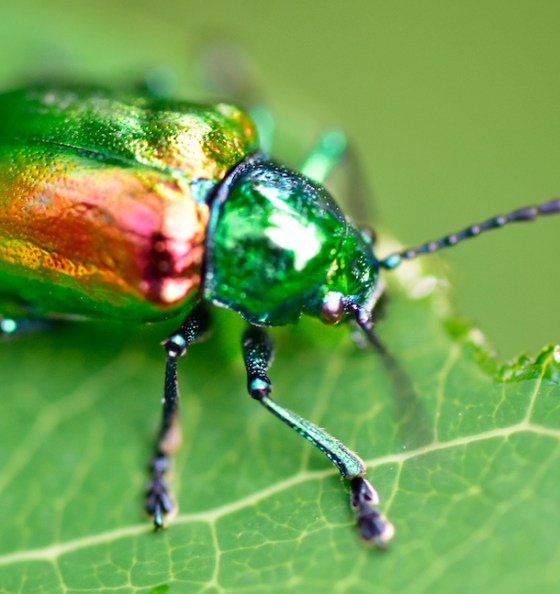 Dogbane Beetle. Photo by Ken Kerr.