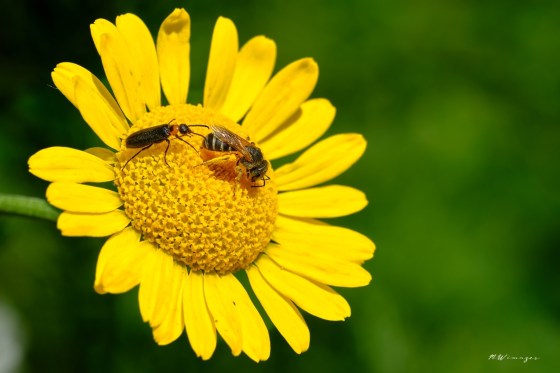 Eastern Black-headed Nemognatha and Ligated Furrow Bee. Photo by Mark Williams.