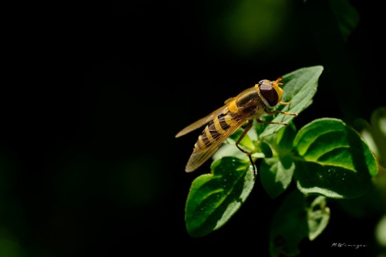 Eastern Flower fly. Photo by Mark Williams.