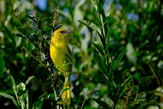 Female Orchard Oriole. Photo by Mark Williams.