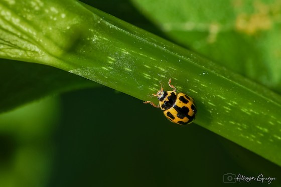 Fourteen-spotted Lady Beetle. Photo by Allison Gregor.