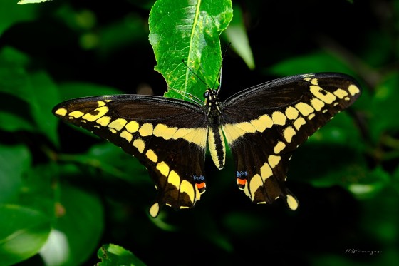 Giant Swallowtail. Photo by Mark Williams.
