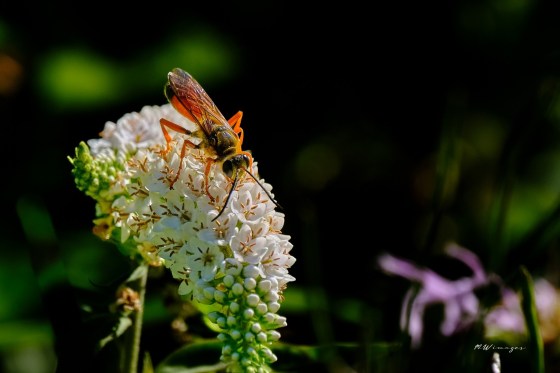 Great Golden Digger Wasp. Photo by Mark Williams.