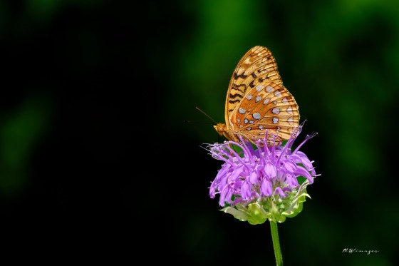Great Spangled Fritillary. Photo by Mark Williams.
