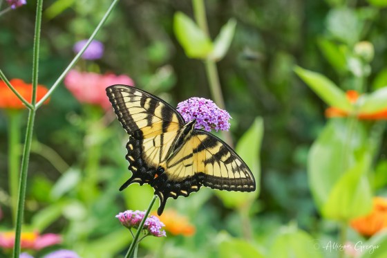Easter Tiger Swallowtail. Photo by Allison Gregor.