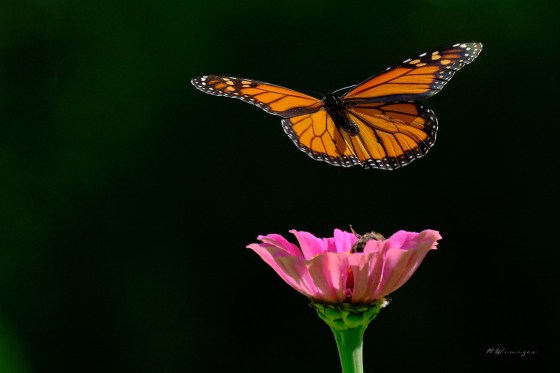 Monarch on Zinnia. Photo by Mark Williams.